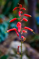 The Majestic Flower Conservatory 