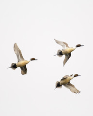 Close-up Northern Pintail ducks in sky