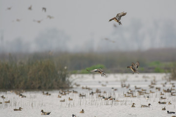 Ducks flying over flock on lake