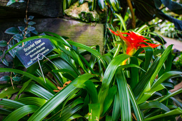 The Majestic Flower Conservatory 