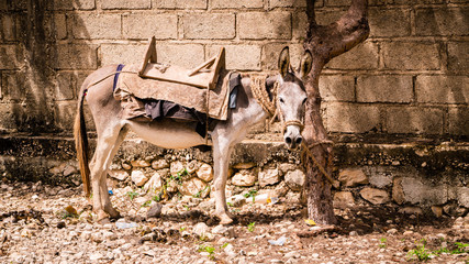 Haitian Donkey 1
