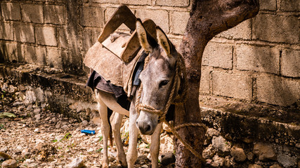 Haitian Donkey 2