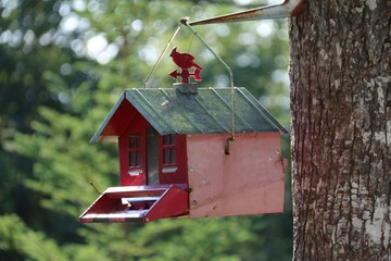 Bird House