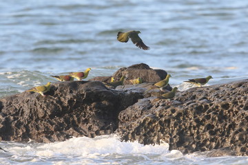White-bellied green-pigeon (Treron sieboldii) flocks in Japan
