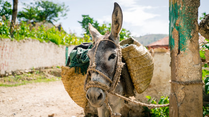 Haitian Donkey 3