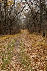 Fall path