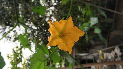 Pumpkin Flower