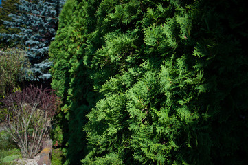 Fototapeta premium green plants trees and bushes on a hot summer