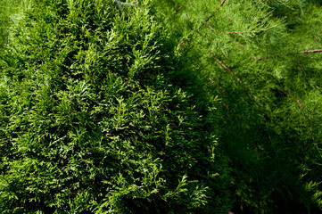 Naklejka na ściany i meble green plants trees and bushes on a hot summer