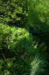Obraz premium green plants trees and bushes on a hot summer