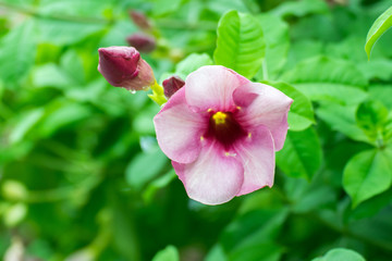 Beautiful allamanda flower, Purple allamanda flower