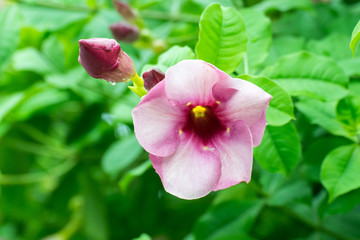 Beautiful allamanda flower, Purple allamanda flower
