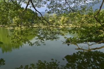 Fototapeta na wymiar a greeny view at Taiping Lake