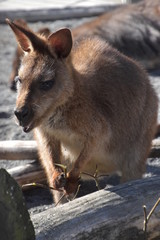 Fototapeta premium 動物