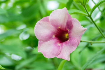Beautiful allamanda flower, Purple allamanda flower