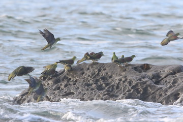 White-bellied green-pigeon (Treron sieboldii) flocks in Japan
