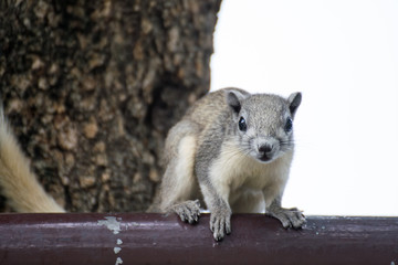 Tame squirrel eating almond