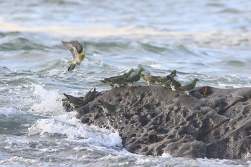 White-bellied green-pigeon (Treron sieboldii) flocks in Japan