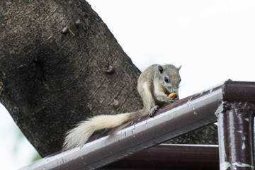 Tame squirrel eating almond
