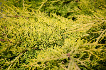 green plants trees and bushes on a hot summer