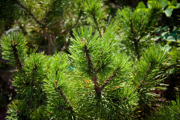 green plants trees and bushes on a hot summer