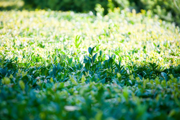 green plants trees and bushes on a hot summer