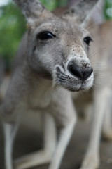 Kangaroo Leaning Towards Camera and Sniffing Closeup at Zoo Shallow Focus