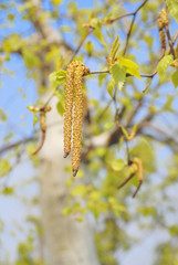 白樺　春　素材