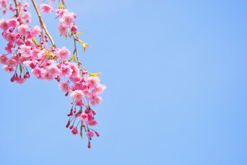 桜　空　素材