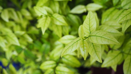 Green leaf background. Bush.