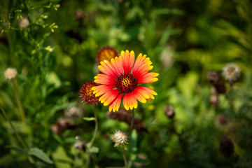 One lone Indian Blanket flower close up.