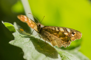 Papillon