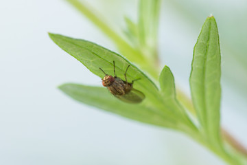 Drosophile