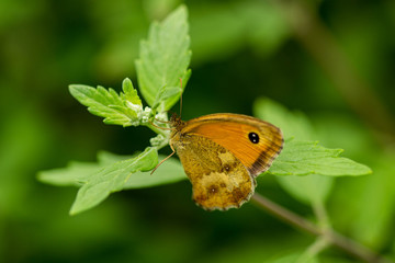 Papillon