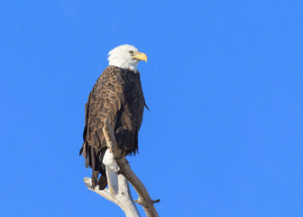 American Bald Eagle Sitting on Tree Branch