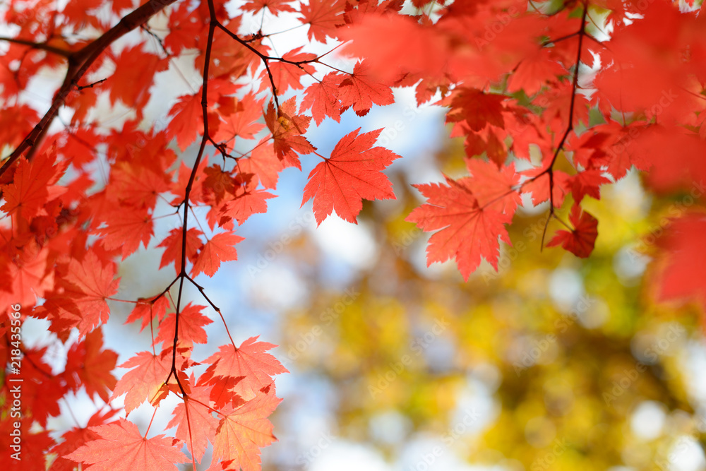 Wall mural red maple leaves border at autumn forest, blurred background. season changing. a tree branch of mapl