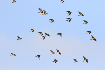 White-bellied green-pigeon (Treron sieboldii) flocks in Japan