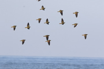 White-bellied green-pigeon (Treron sieboldii) flocks in Japan