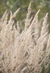 Fototapeta premium Summer meadow landscape of grass flower