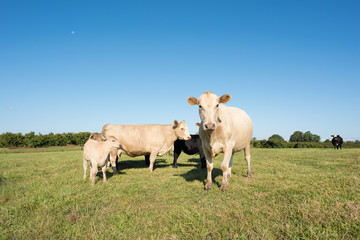 Fototapeta na wymiar Curious cows in a field in rural southern america.