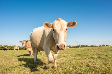 Fototapeta na wymiar Closeup of a cute blond cow in a pasture in upstate South Carolina.