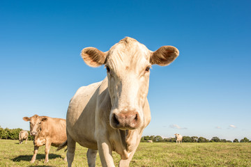 Closeup of a cute blond cow in a pasture in upstate South Carolina.