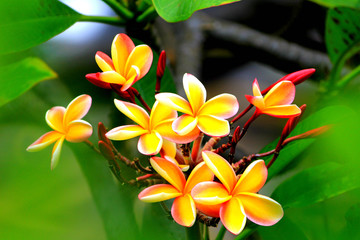 Hawaiian plumeria flower