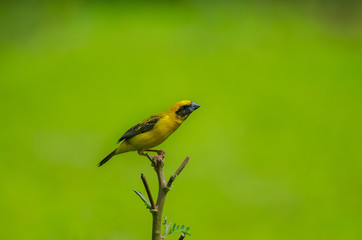Asian Golden Weaver on the branches