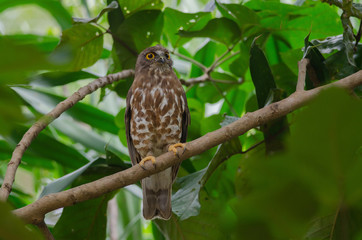 Brown Hawk Owl perch on the tree in nature