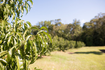 Fototapeta na wymiar Closeup of the leaves of a peach tree in a field in rural upstate South Carolina.