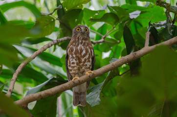 Brown Hawk Owl perch on the tree in nature