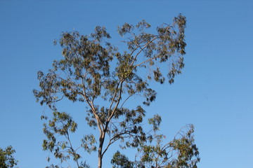 sky blue and green tree