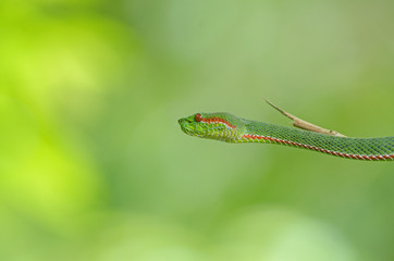 Pope's Green Pitviper snake