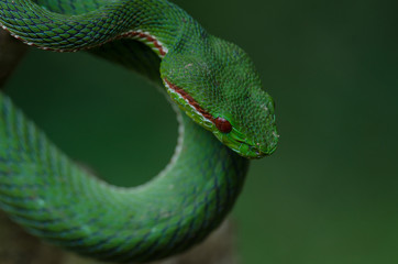 Pope's Green Pitviper snake